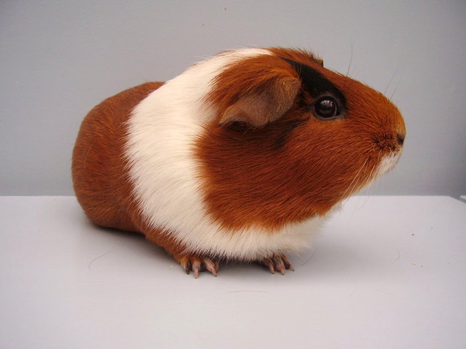 Морские свинки породы крестед