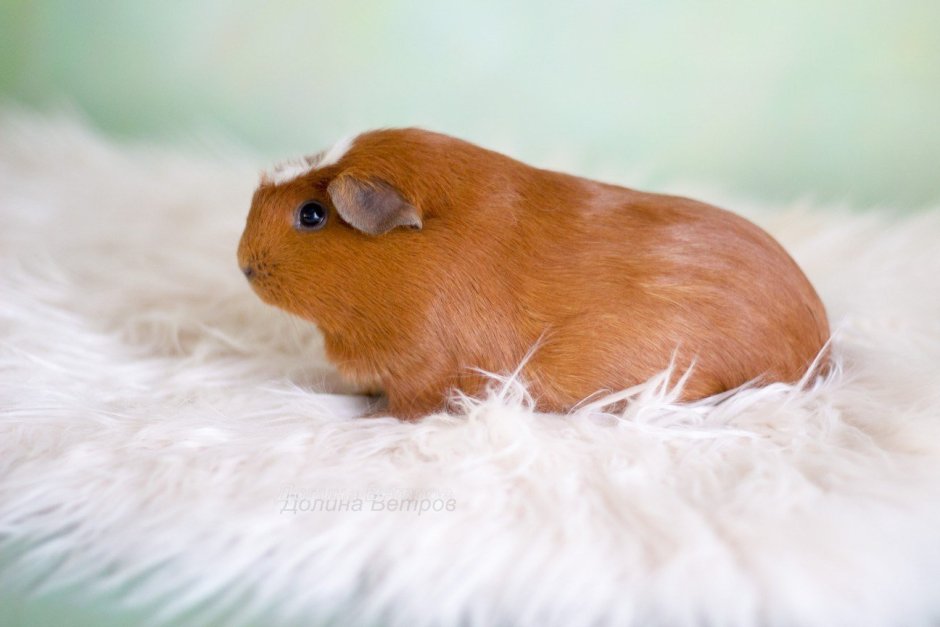 Морская Свинка крестед