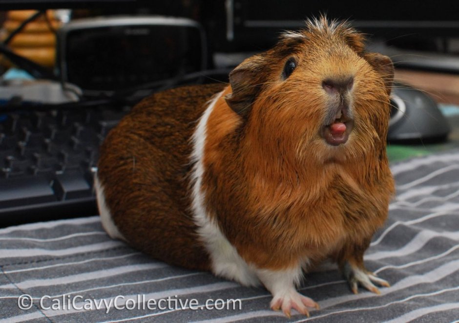 Морская Свинка рыжая гладкошерстная