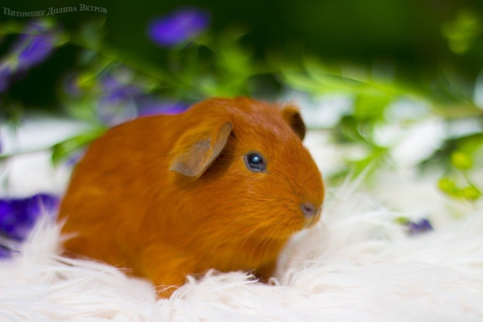 Морская Свинка гладкошерстная