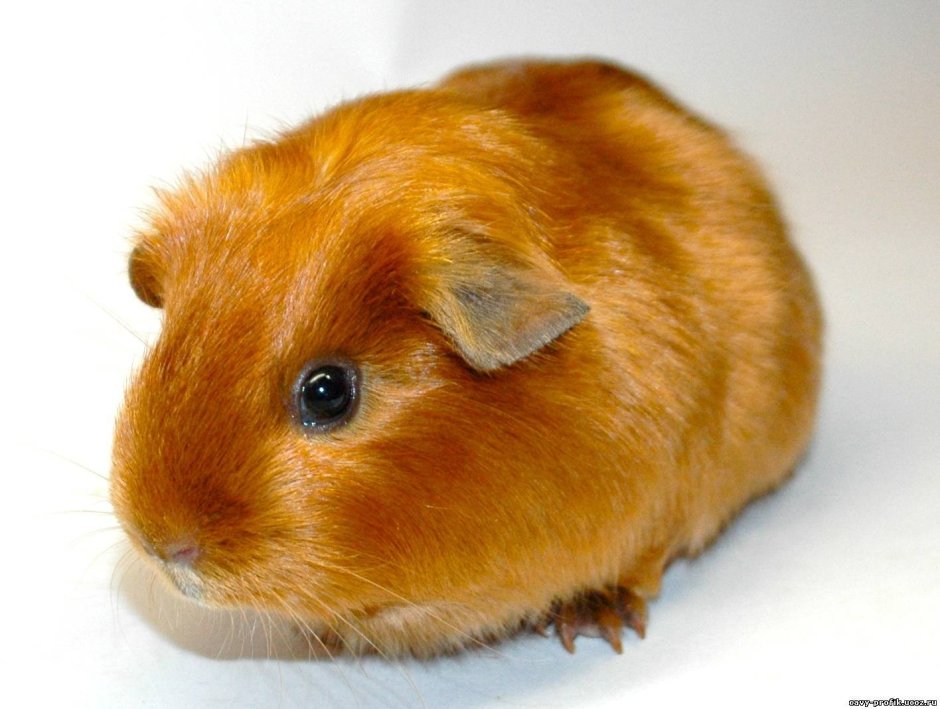 Морская Свинка крестед