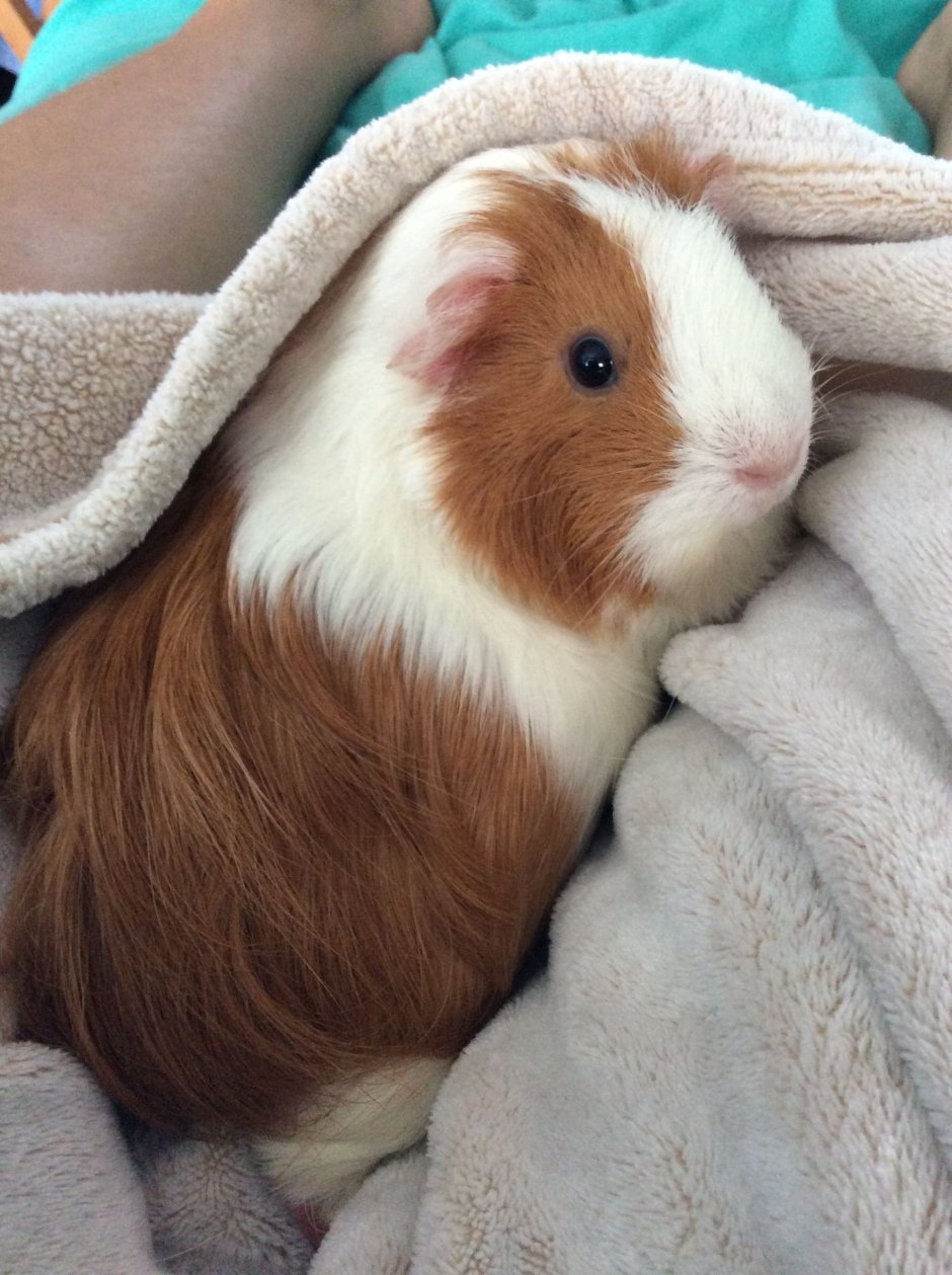 Розетчатая морская Свинка