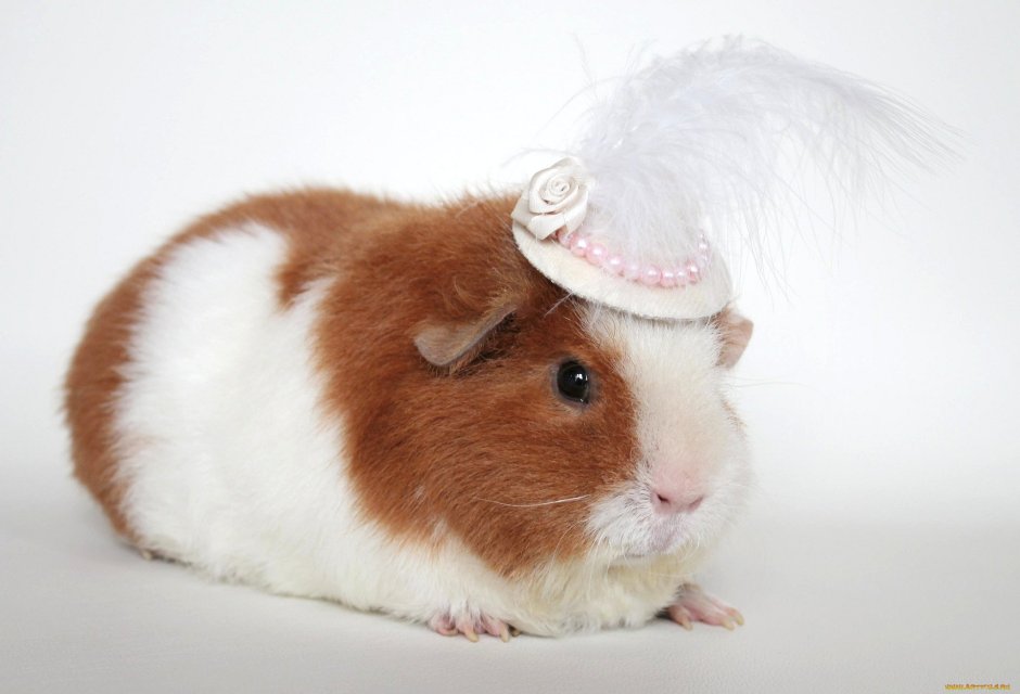 Породы хомяков ангорский