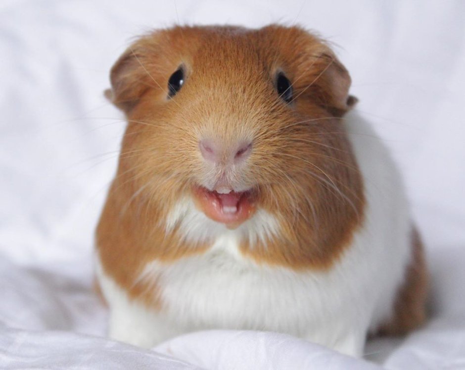 Морская Свинка с боку