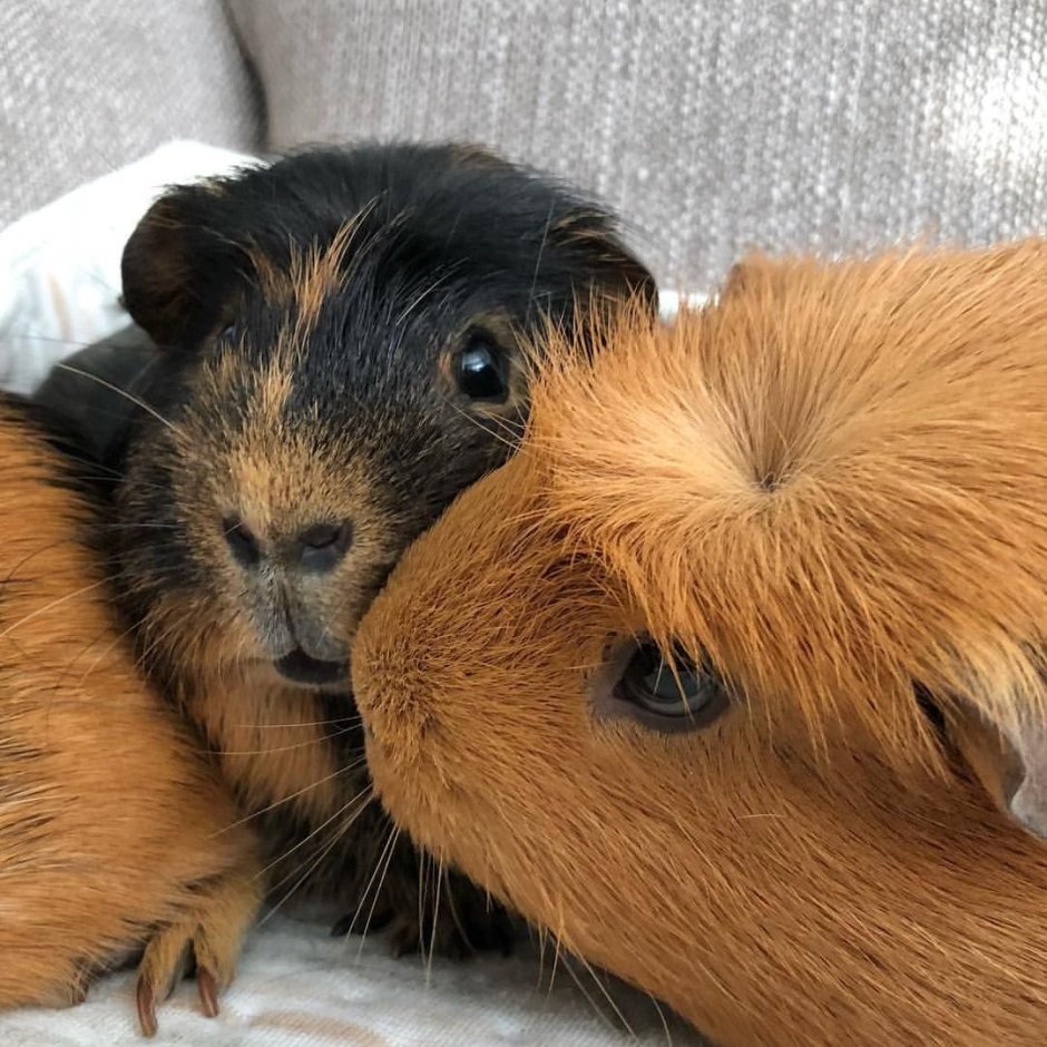 Морская Свинка и такса