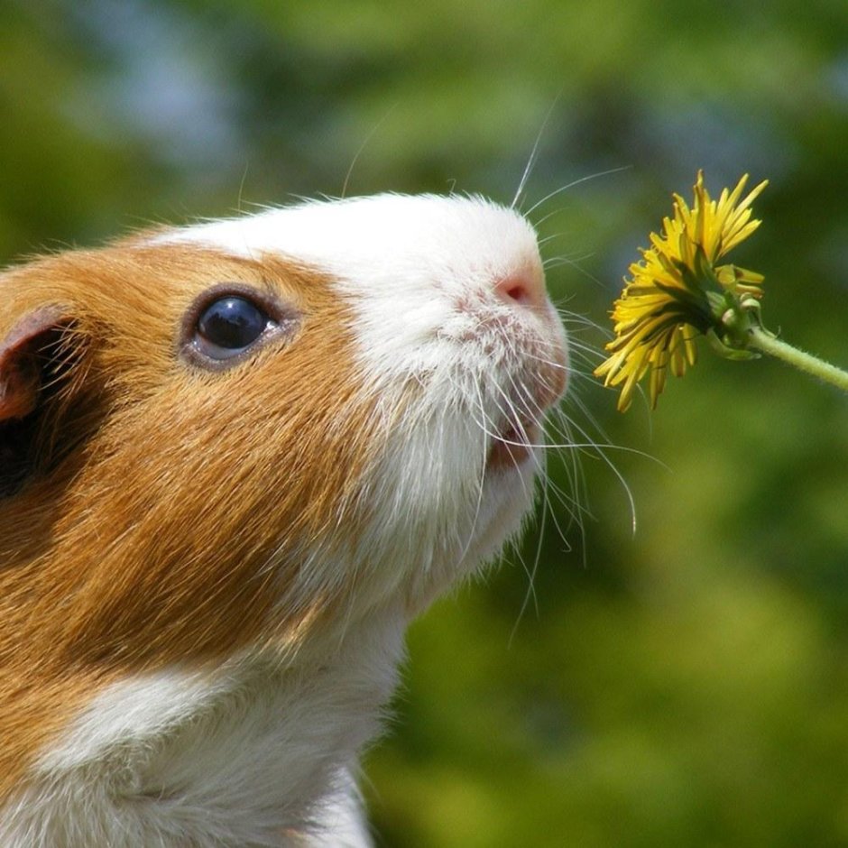 Морские свинки