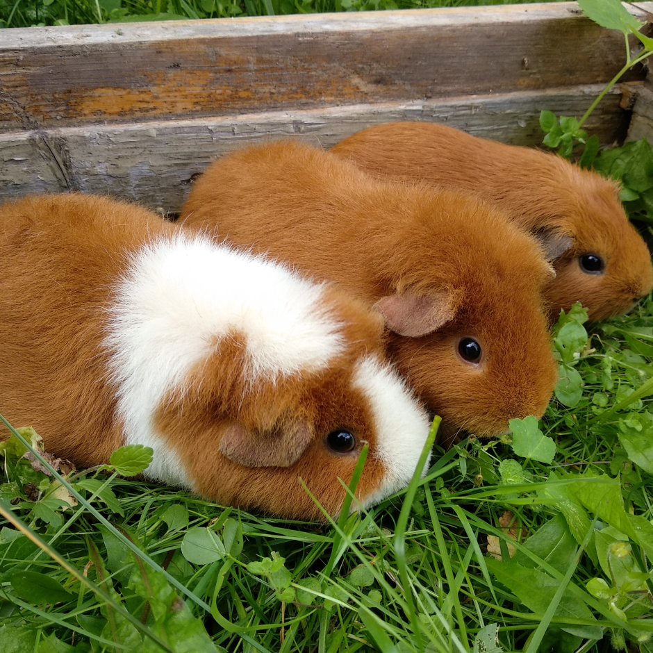 Питомник морских свинок