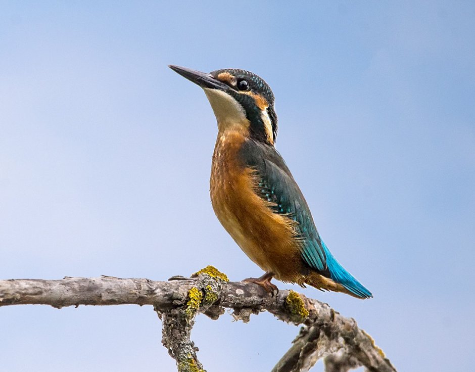 Полосатогрудый Зимородок