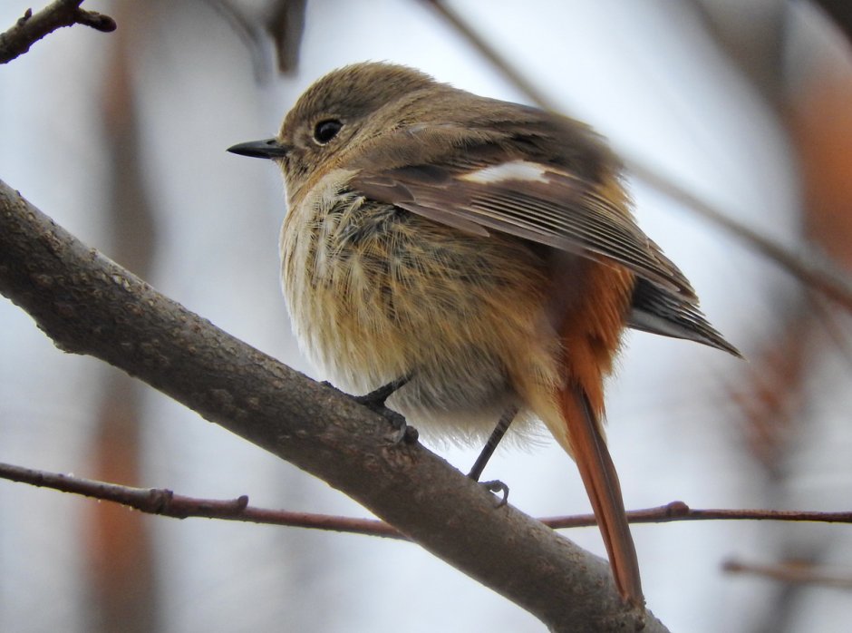 Горихвостка Приморский край