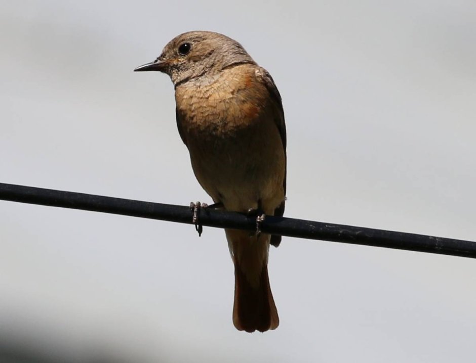 Певчая птичка на Кубани