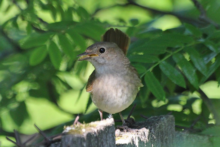 Соловей Ленинградской области