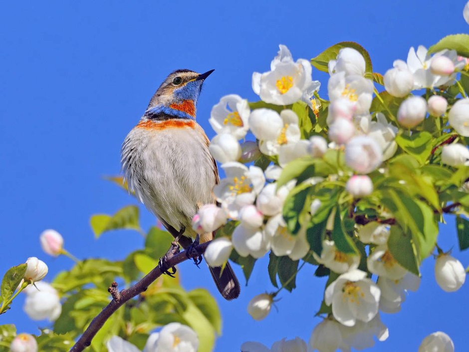 Птица на ветке
