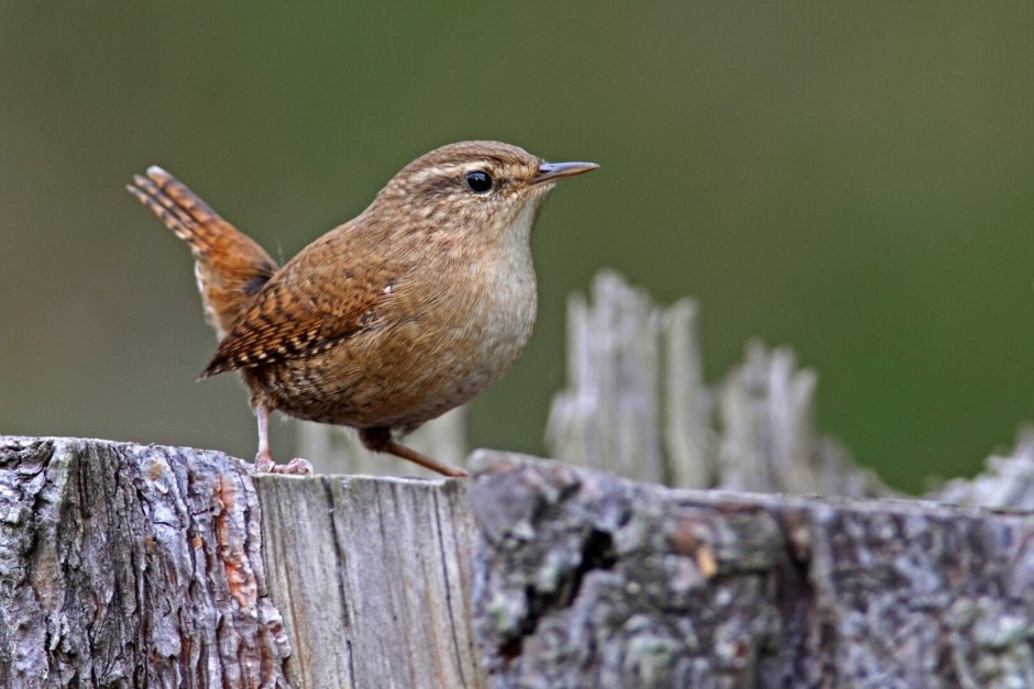 Длинноклювый крапивник