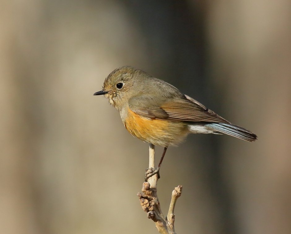 Маленькие птицы Краснодарского края