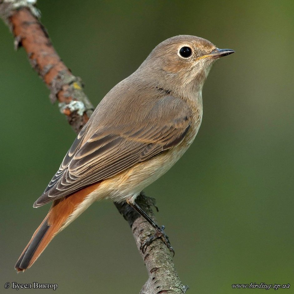 Мухоловка Коноплянка горихвостка