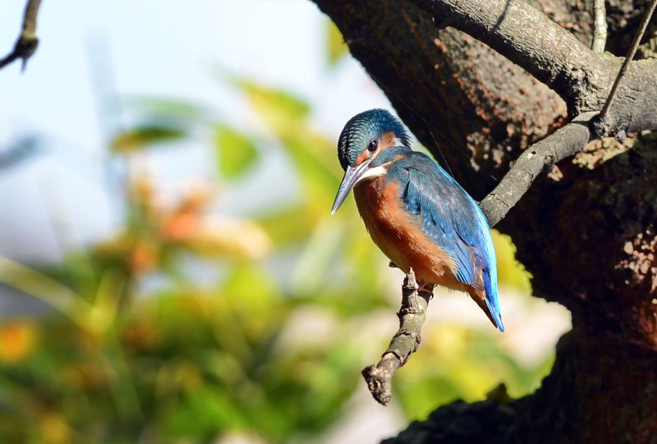 Красивые птицы Краснодарского края