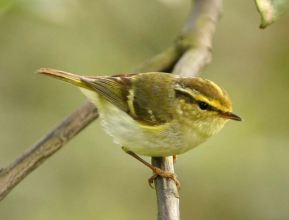 Корольковая пеночка