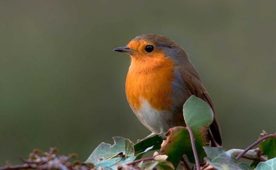 Красногрудка птица