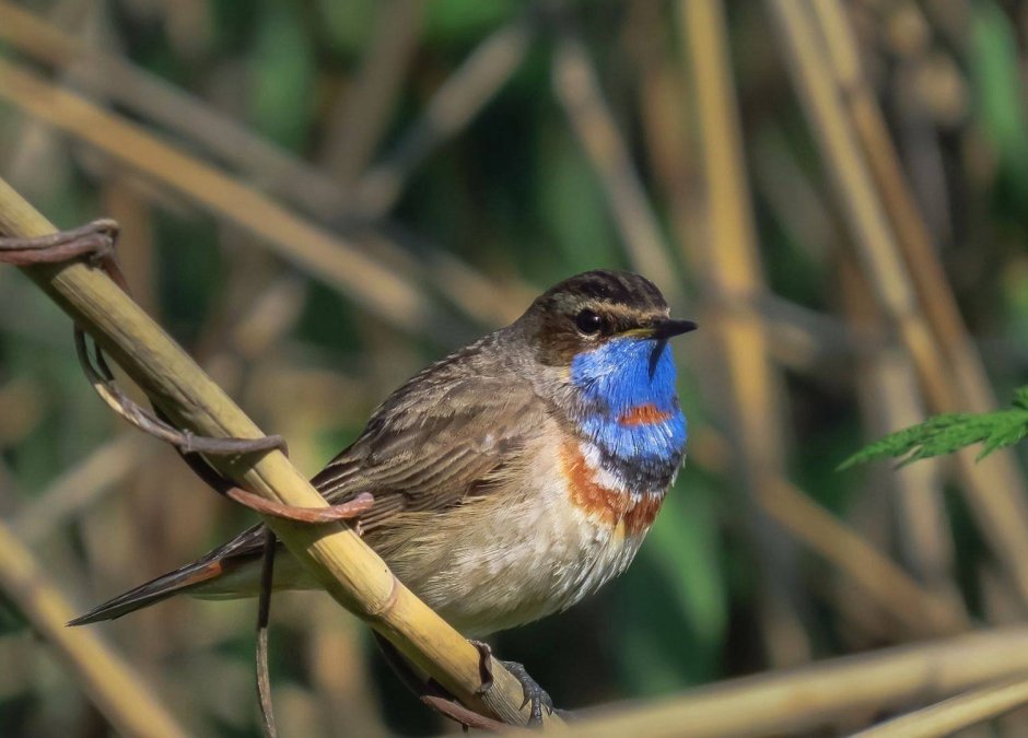Варакушка и горихвостка