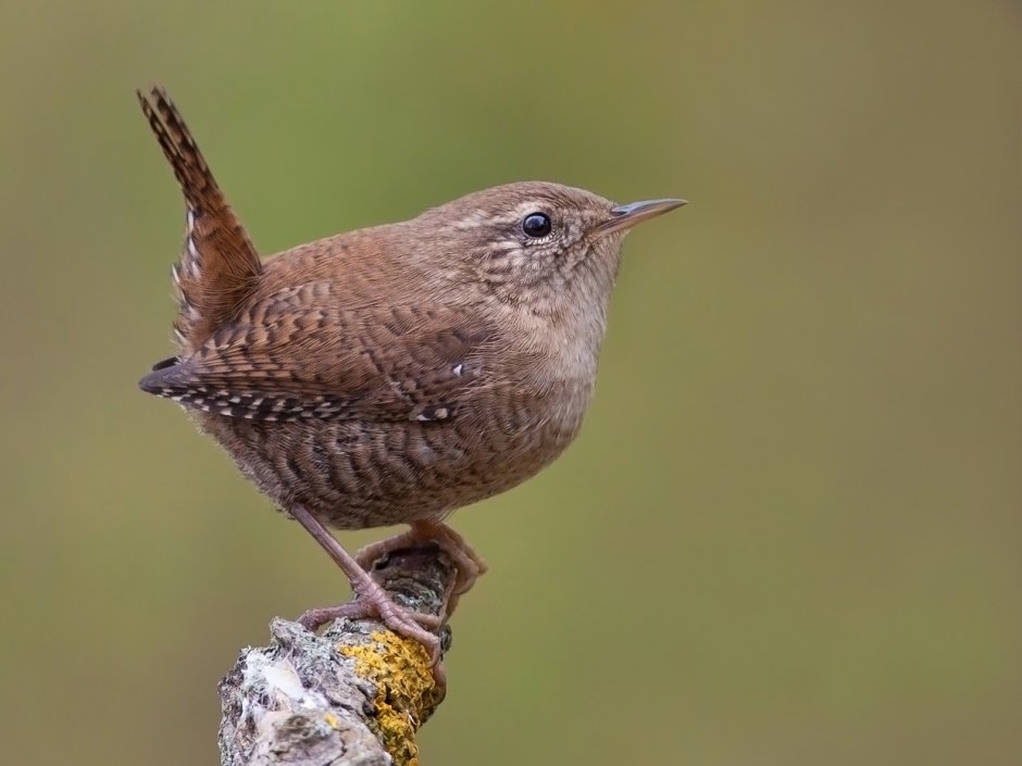 Бурый крапивник