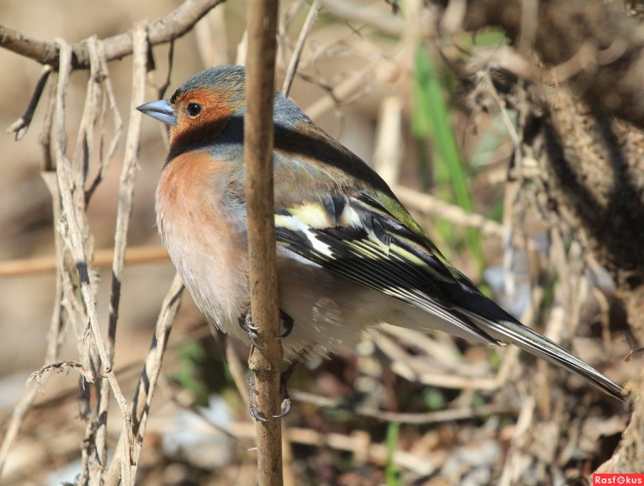 Зяблик птичка певчая
