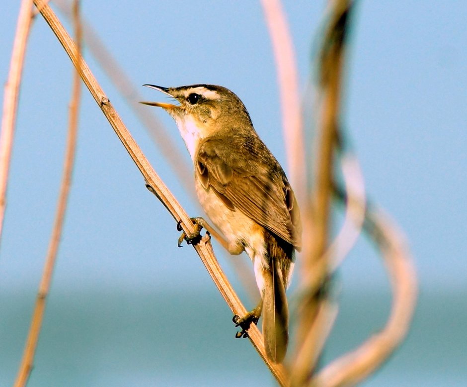 Птица Камышовка Приморский край