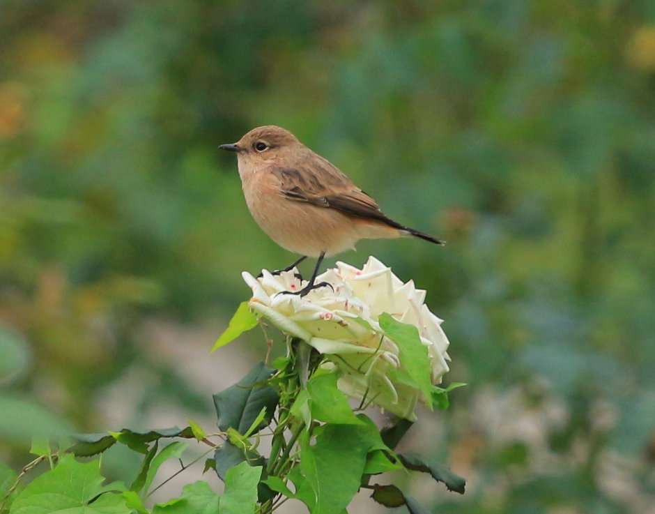 Птицы обитающие в Сочи
