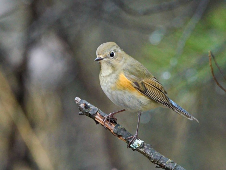 Tarsiger cyanurus птица