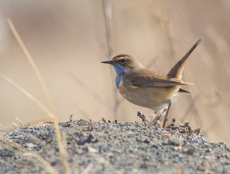 Певчие птицы Алтая