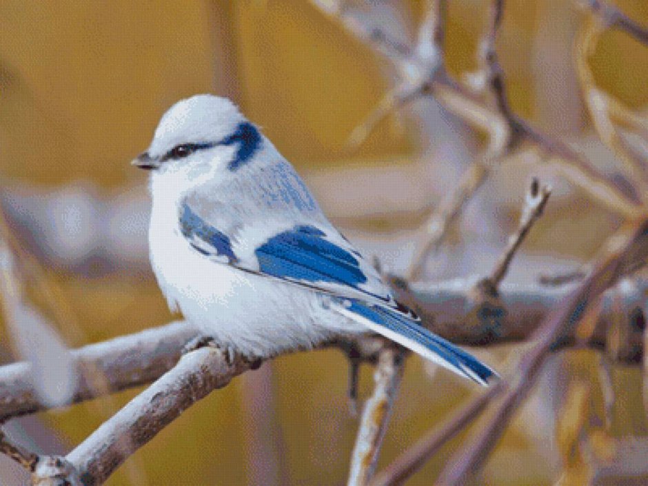 Синица белая лазоревка