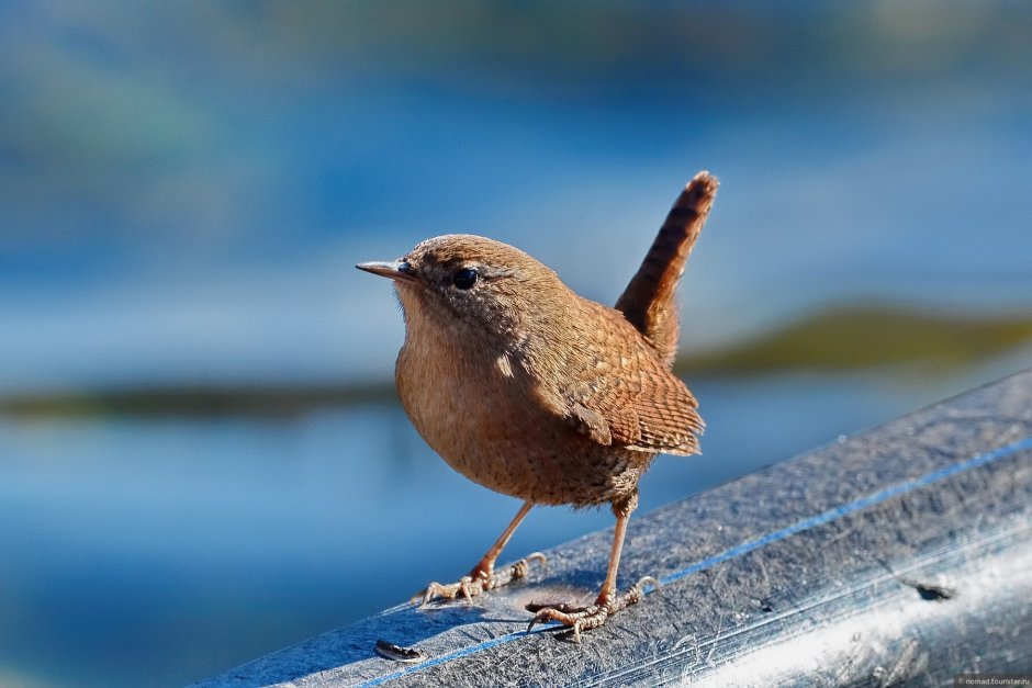 Каштановый крапивник