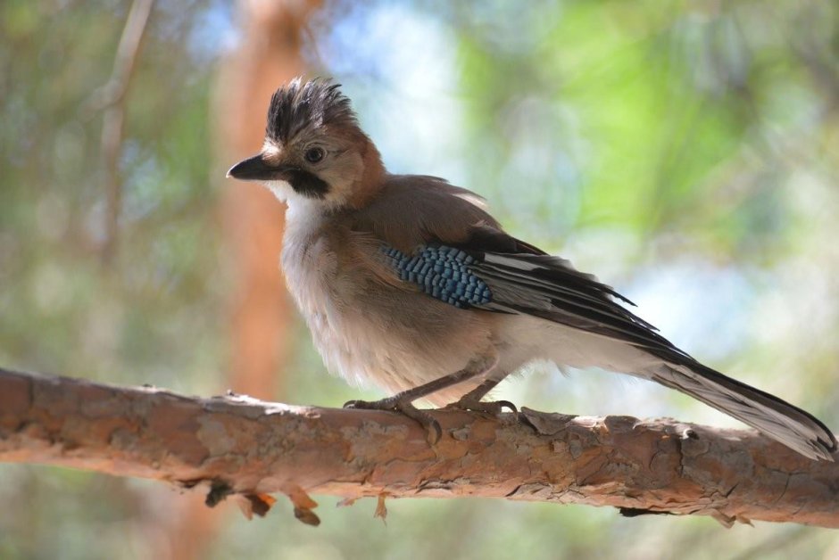 Сойка хохлатая