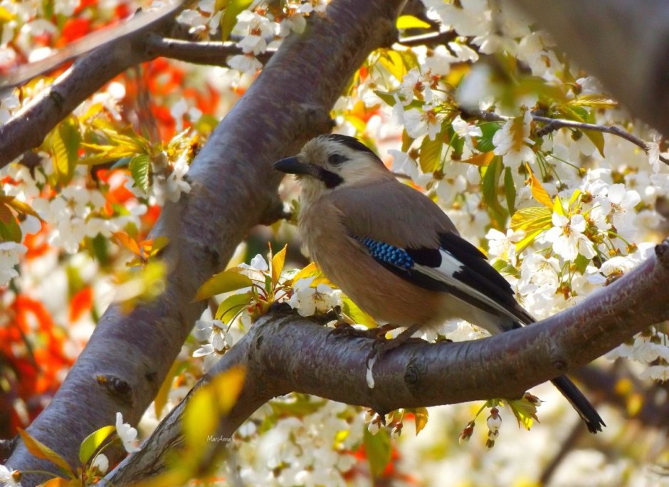 Красивые птицы Краснодарского края