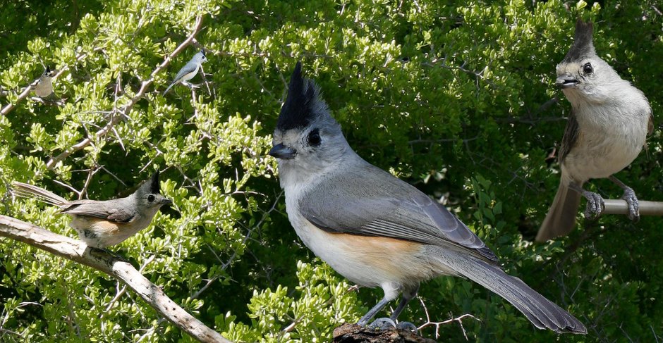 Baeolophus atricristatus