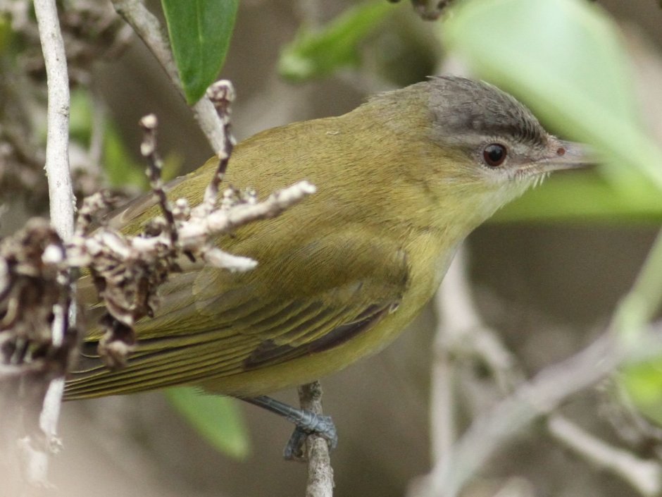 Маленькая зеленая птичка Подмосковья