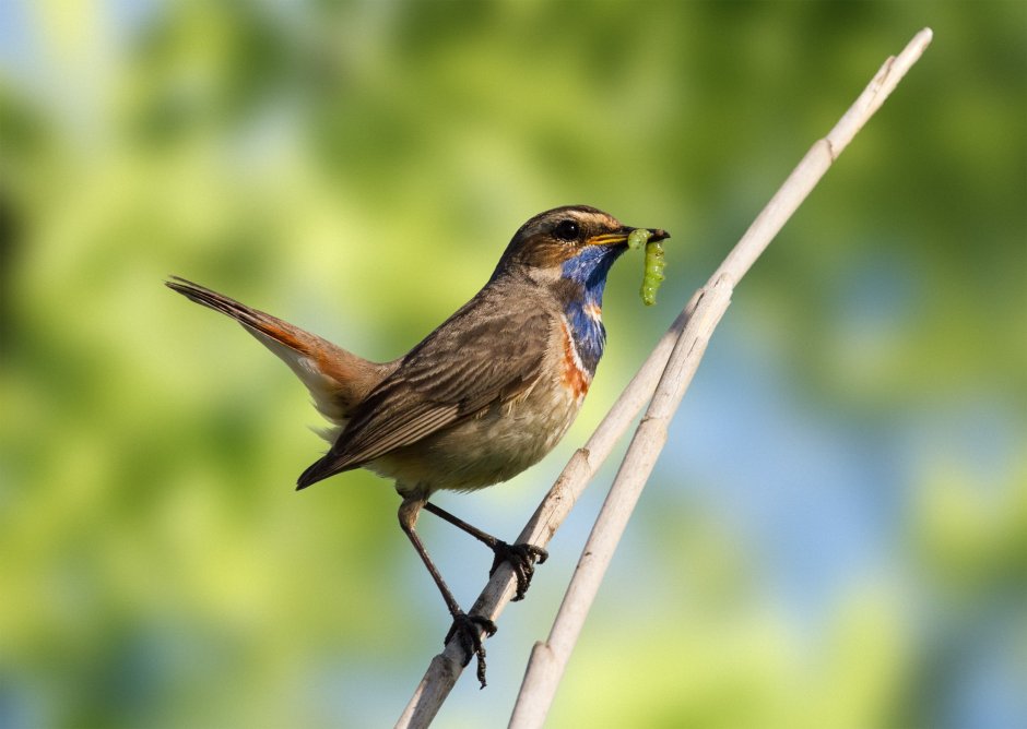 Варакушка Лесная растение