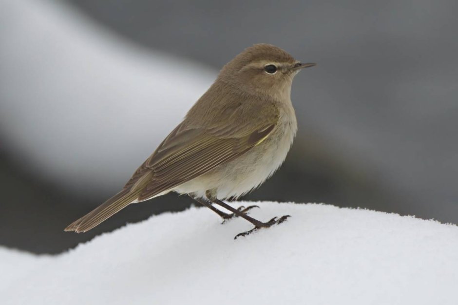 Пеночки весничка теньковка