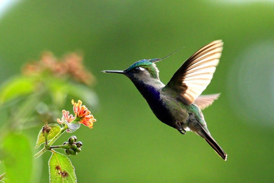 Колибри в Анапе