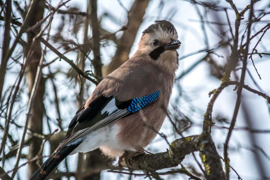 Сойка Кубанская