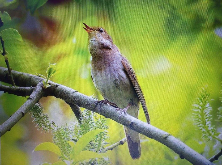 Соловей Соловушка