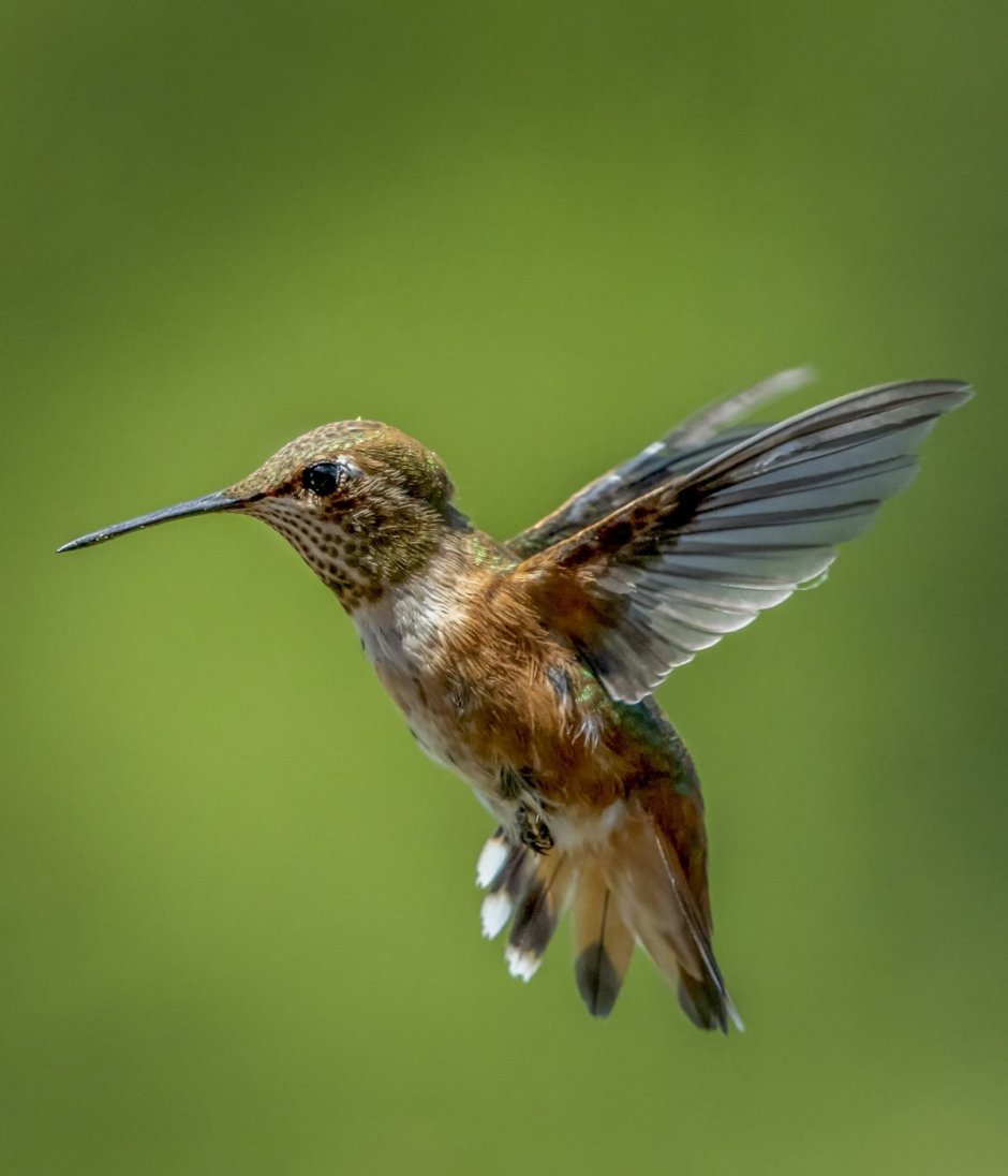 Среднеазиатская Колибри