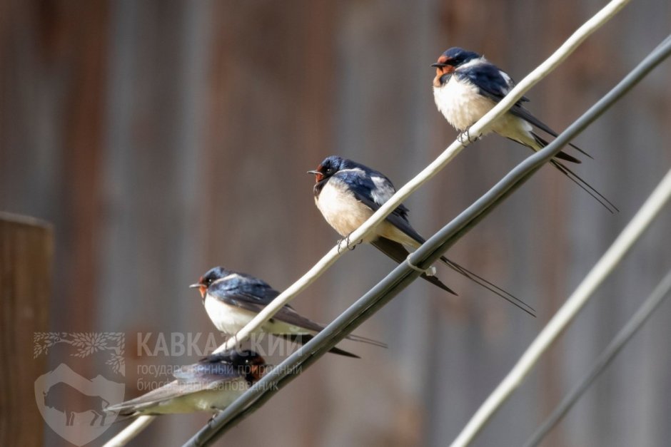 Птицы Краснодарского края пролетные
