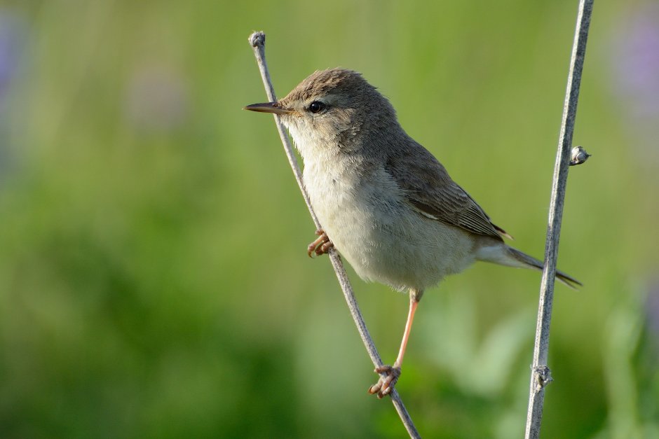 Болотная Камышовка; Северная бормотушка; зеленая пеночка; Дубровник.