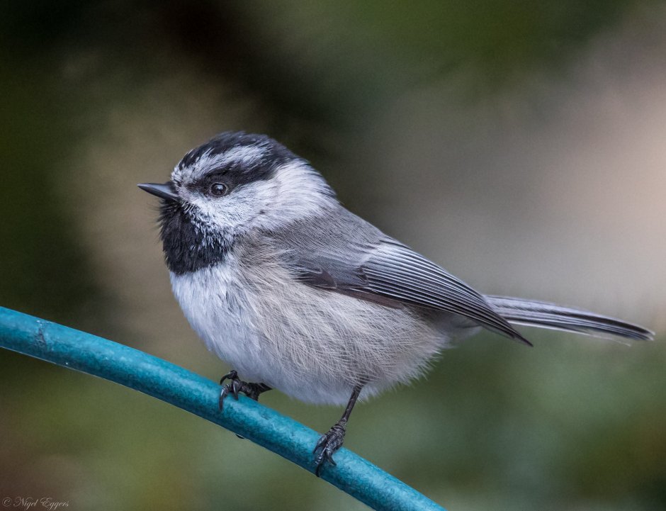Разновидности гаичек птиц