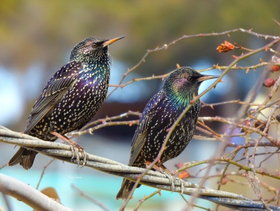 Птицы Краснодарского края