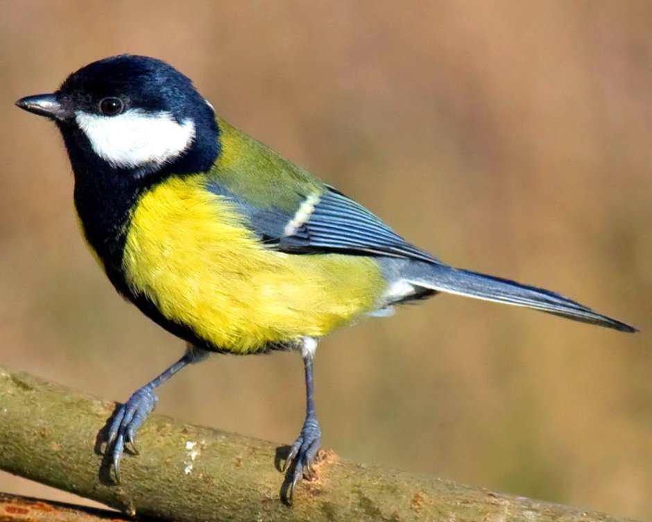 Птицы Кубани отряд воробьиных