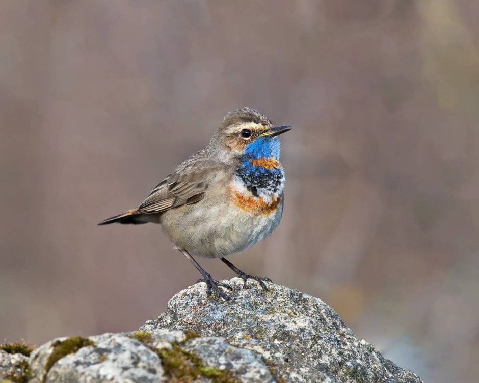 Варакушка в России