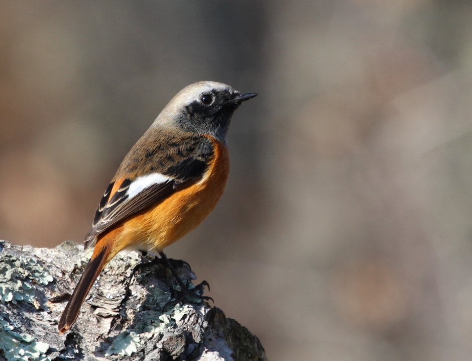 Горе хвостка Сибирская