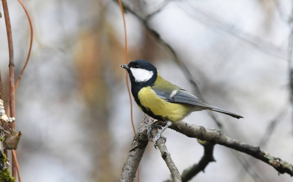 Синица малая и большая
