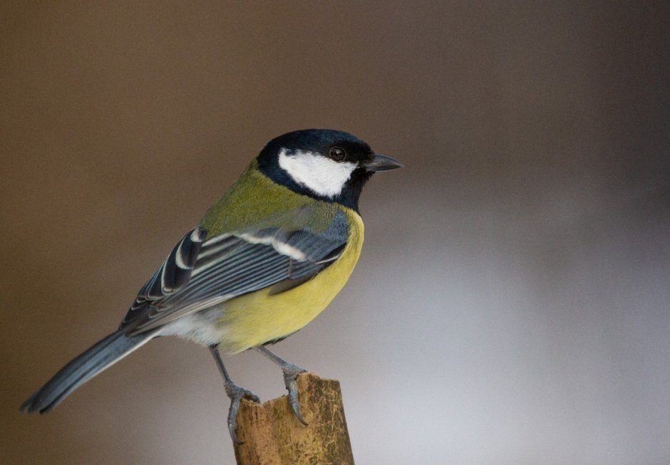 Московская синица птица